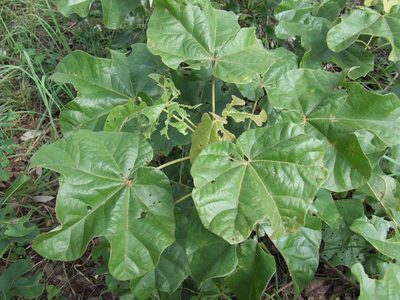 Brachychiton muellerianus, photographed by coenobita