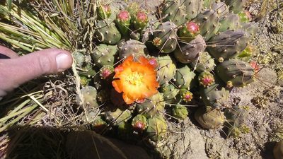 Cumulopuntia corotilla, photographed by cstobie