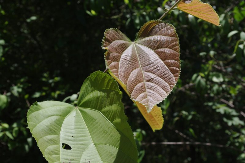 Grewia asiatica, photographed by coenobita