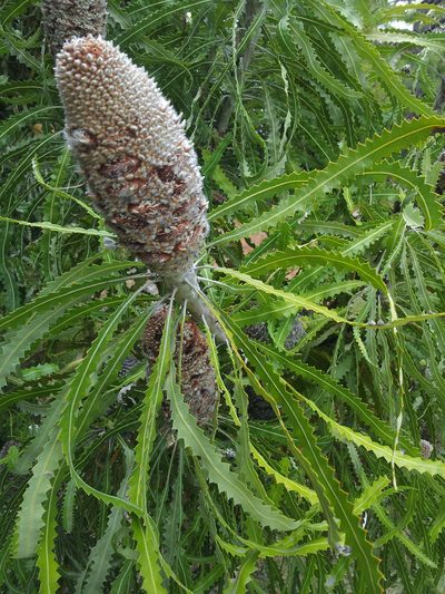 Banksia prionotes, photographed by Peter de Lange