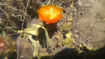 Cumulopuntia corotilla, photographed by cstobie