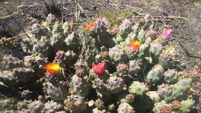 Cumulopuntia corotilla, photographed by cstobie