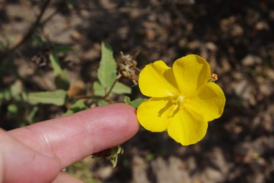 Melhania oblongifolia, photographed by coenobita