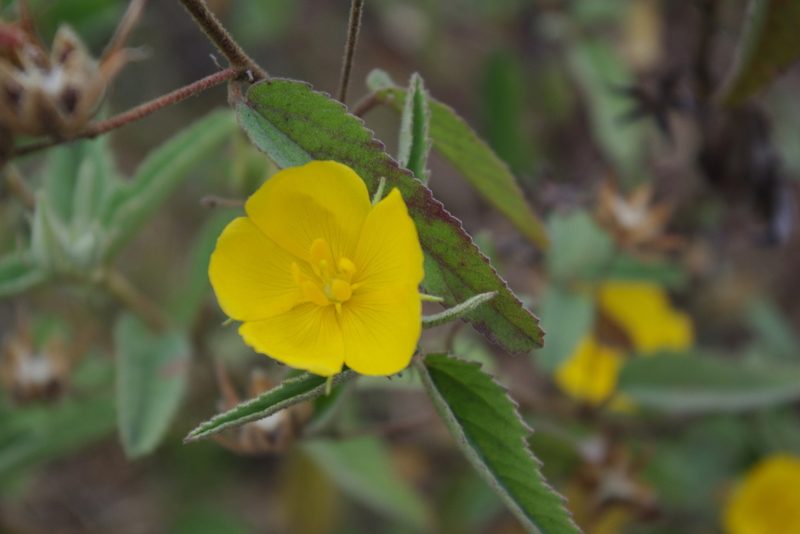 Melhania oblongifolia, photographed by coenobita