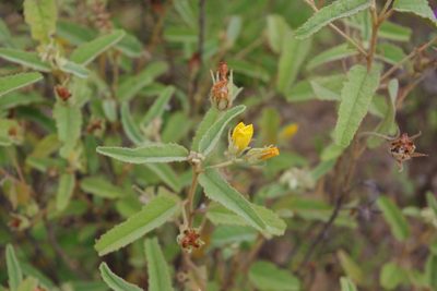 Melhania oblongifolia, photographed by coenobita