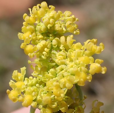 Afrosciadium magalismontanum, photographed by Nicola van Berkel