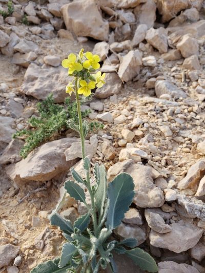 Diplotaxis harra, photographed by Dan Killam