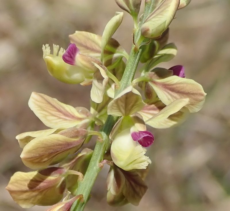 Polygala leendertziae, photographed by Nicola van Berkel