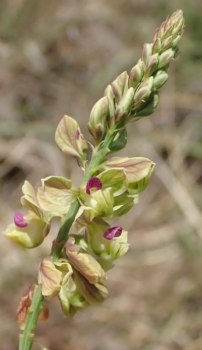 Polygala leendertziae, photographed by Nicola van Berkel
