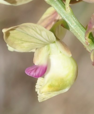 Polygala leendertziae, photographed by Nicola van Berkel