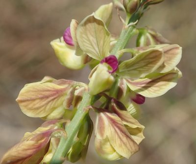 Polygala leendertziae, photographed by Nicola van Berkel