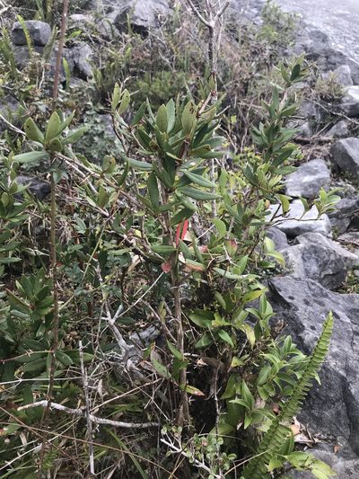Berberis tarokoensis, photographed by Pieter Pelser