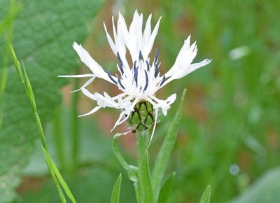Centaurea napulifera, photographed by Kostas Zontanos