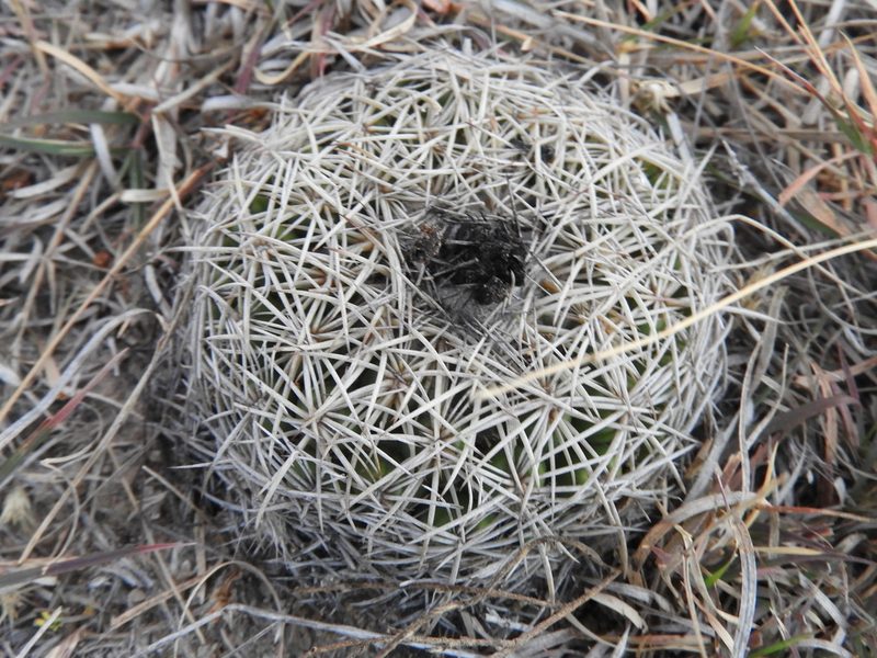 Coryphantha retusa, photographed by Leticia Jiménez Hernández