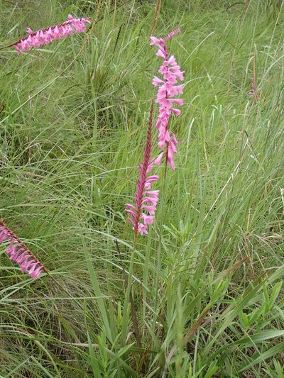 Watsonia confusa, photographed by Peter Warren