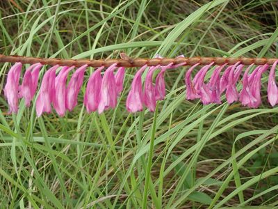 Watsonia confusa, photographed by Peter Warren