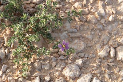 Zygophyllum molle, photographed by Dan Killam