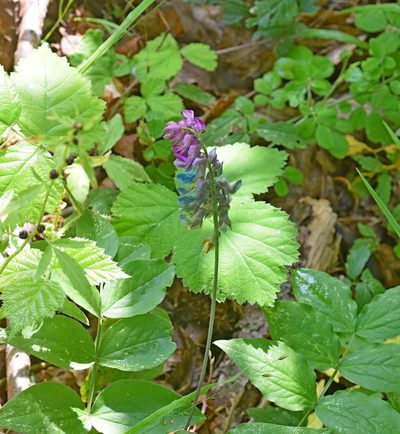 Lathyrus venetus, photographed by Kostas Zontanos