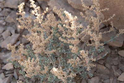 Anabasis setifera, photographed by Dan Killam
