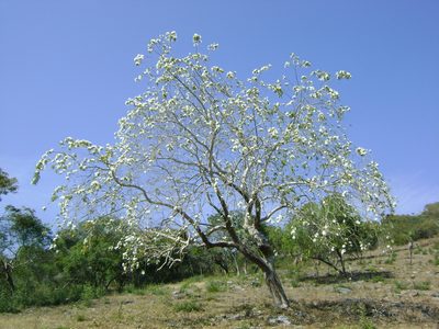 Ipomoea wolcottiana, photographed by Tereso Hernández Morales