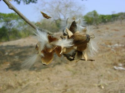 Ipomoea wolcottiana, photographed by Tereso Hernández Morales