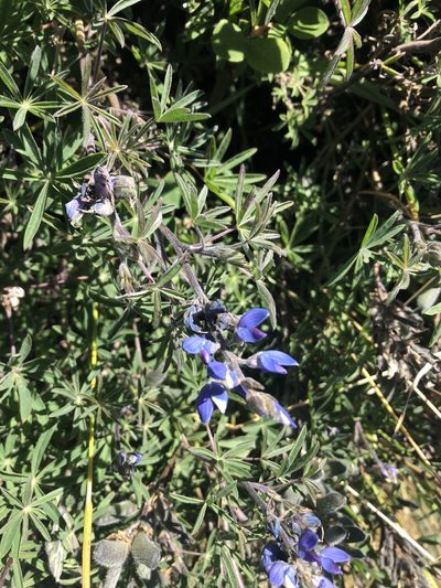 Lupinus costaricensis, photographed by Geoff Shuetrim