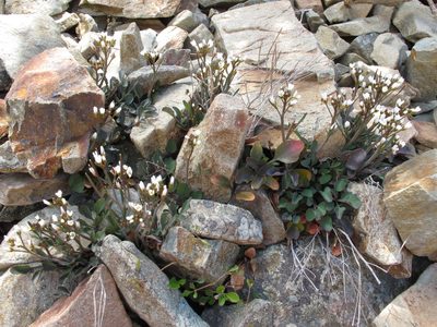Cardamine thalassica, photographed by John Barkla