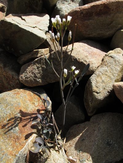 Cardamine thalassica, photographed by John Barkla