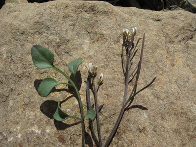 Cardamine thalassica, photographed by John Barkla