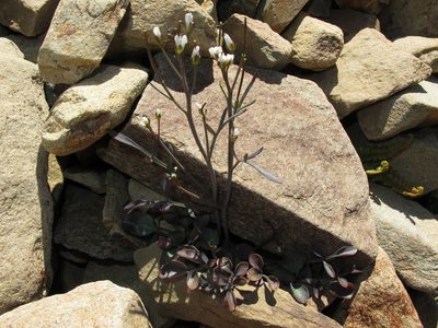 Cardamine thalassica, photographed by John Barkla