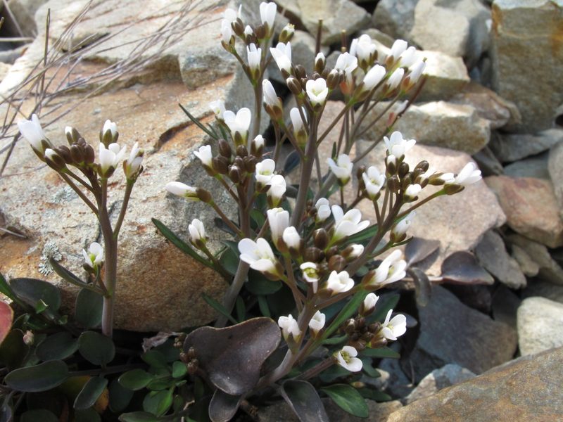 Cardamine thalassica, photographed by John Barkla