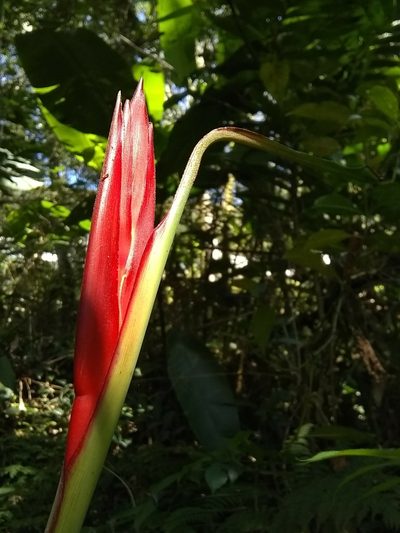 Heliconia schiedeana, photographed by Oscar Marín