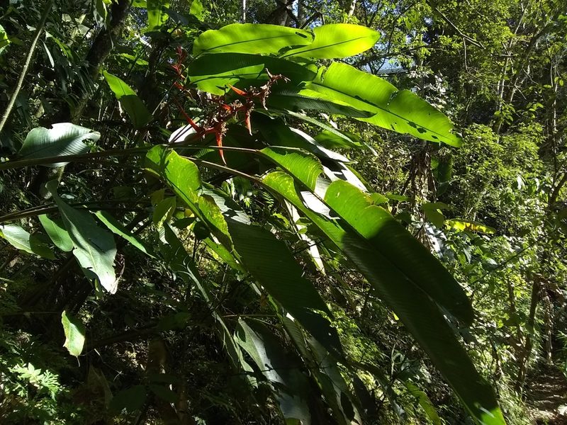 Heliconia schiedeana, photographed by Oscar Marín