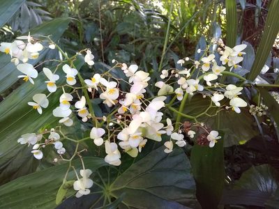 Begonia nelumbiifolia, photographed by Oscar Marín