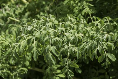 Corydalis caseana, photographed by Craig Martin