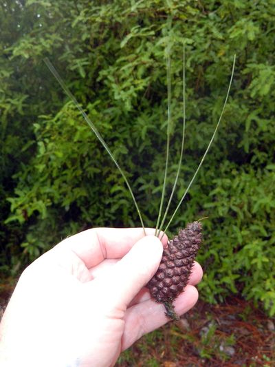 Pinus occidentalis, photographed by Louis Imbeau