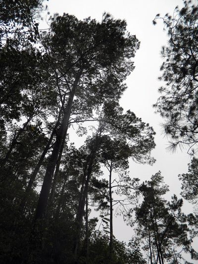 Pinus occidentalis, photographed by Louis Imbeau
