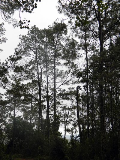 Pinus occidentalis, photographed by Louis Imbeau