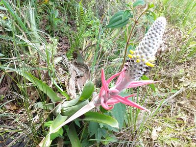 Aechmea bromeliifolia, photographed by Ronald Péret