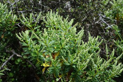 Veronica rakaiensis, photographed by John Barkla