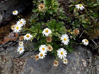 Celmisia hieraciifolia, photographed by Leon Perrie
