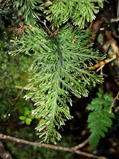Abrodictyum strictum, photographed by Leon Perrie