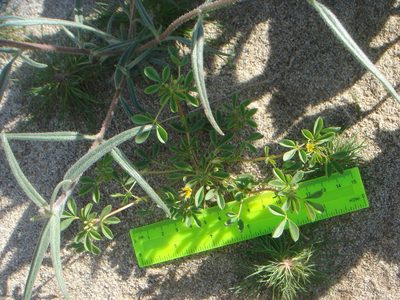 Cleomella obtusifolia, photographed by Kate Harper