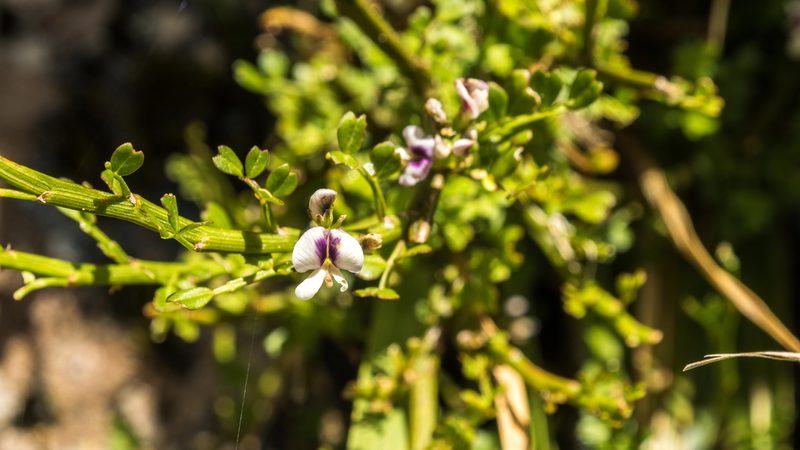 Carmichaelia odorata, photographed by Cara-Lisa Schloots