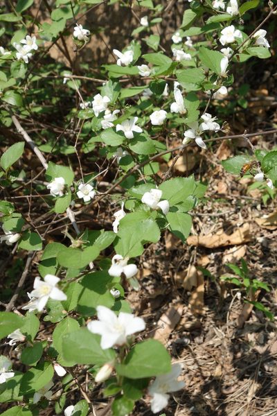 Deutzia grandiflora, photographed by Yuan Zhuang