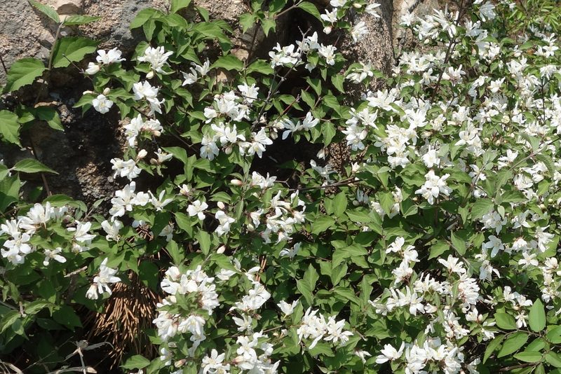 Deutzia grandiflora, photographed by Yuan Zhuang
