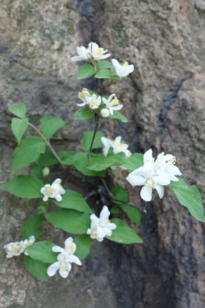 Deutzia grandiflora, photographed by Yuan Zhuang