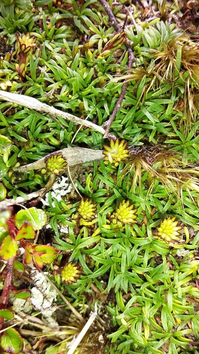 Abrotanella pusilla, photographed by naturewatchwidow