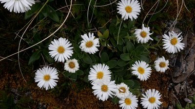 Celmisia hieraciifolia, photographed by naturewatchwidow