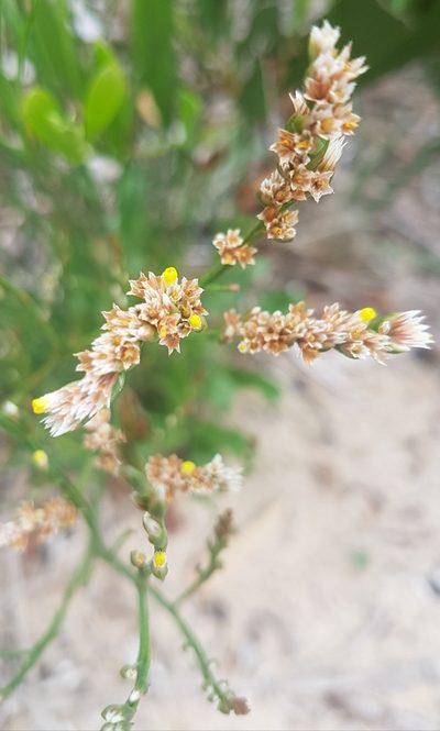 Limonium australe, photographed by Vale Jenny Conolly